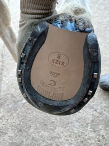 HARD GROUND AVANTI HORSESHOES