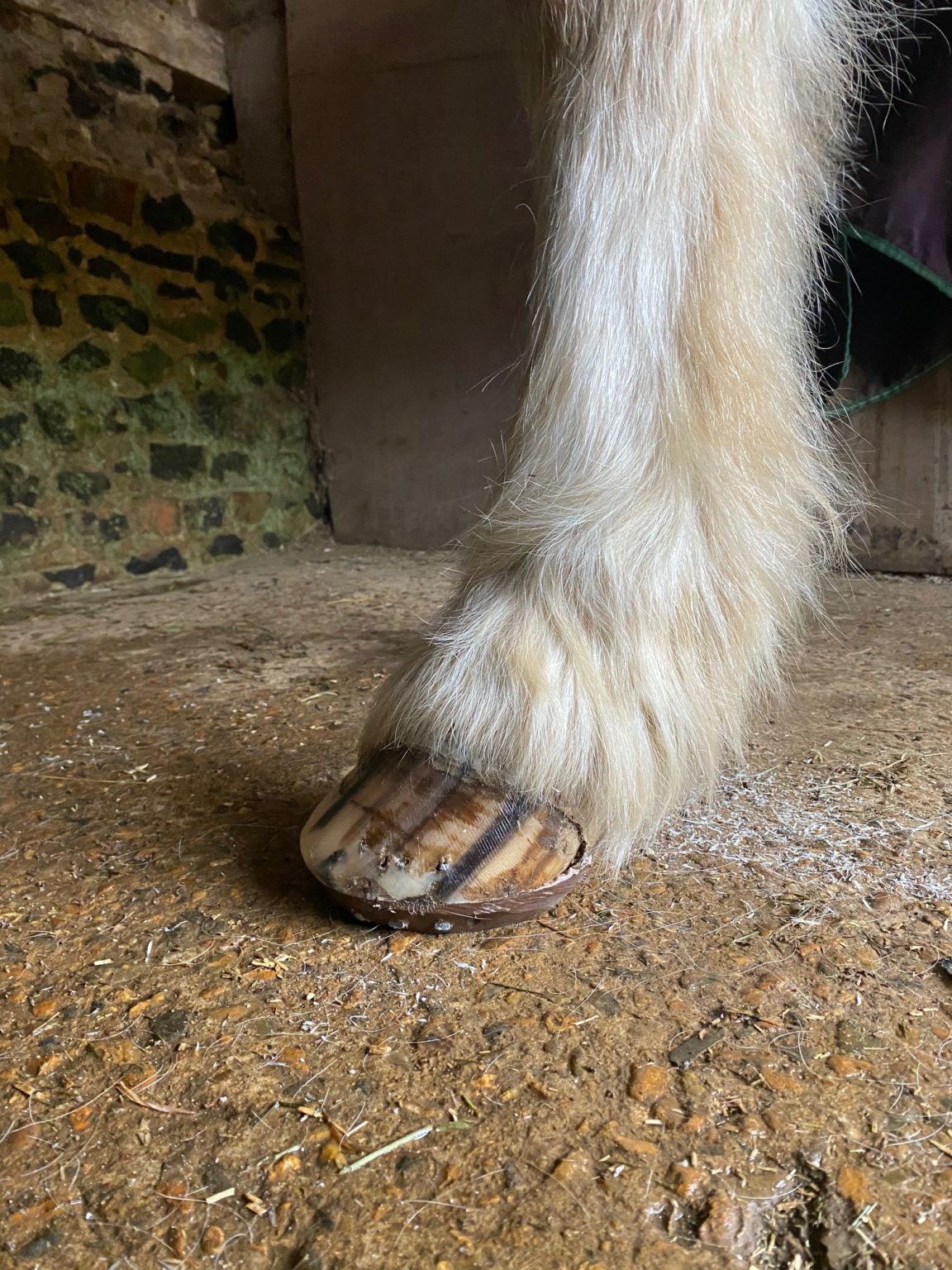 Farrier Jack Spriggs demonstrates the application of Clogs and Avainti