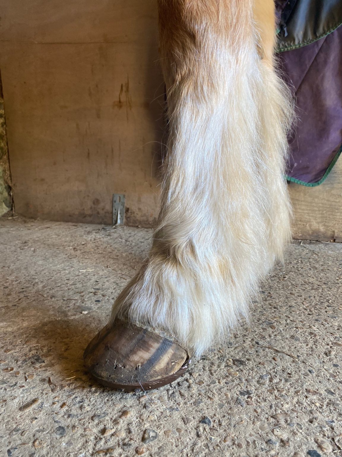 Farrier Jack Spriggs demonstrates the application of Clogs and Avainti