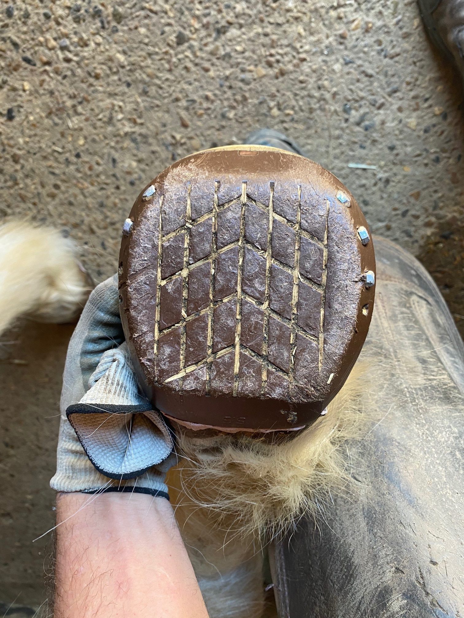 Farrier Jack Spriggs demonstrates the application of Clogs and Avainti