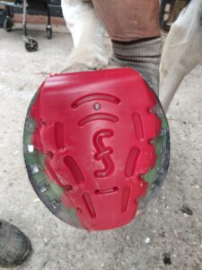 New plastic freedom shoes at TFP LTD